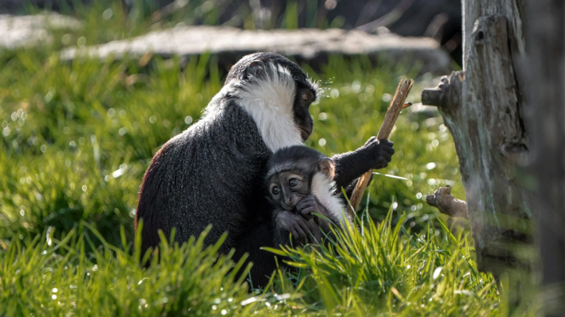 Rare Monkey Avoids Amputation, Later Gives Birth