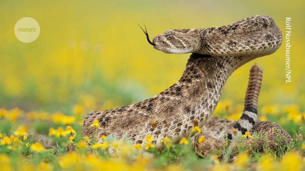 Rattengift-Antivenom-Proteine zeigen vielversprechendes Ergebnis in einer Mausstudie