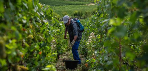 Rekordhitze in Frankreich führt zu höherem Alkoholgehalt in Champagner