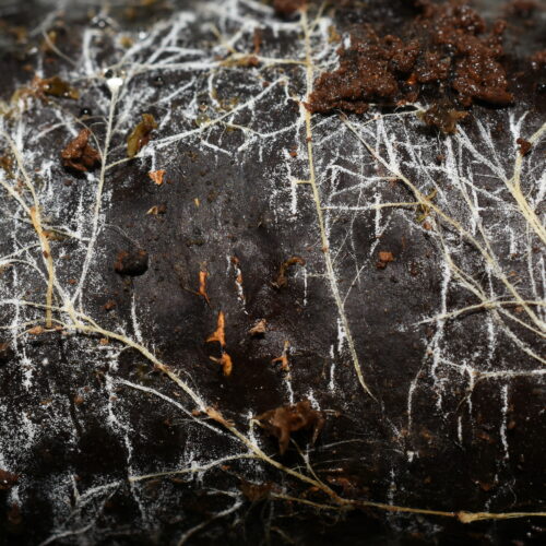 Researchers Quantify Global Length and Mass of Fungal Networks