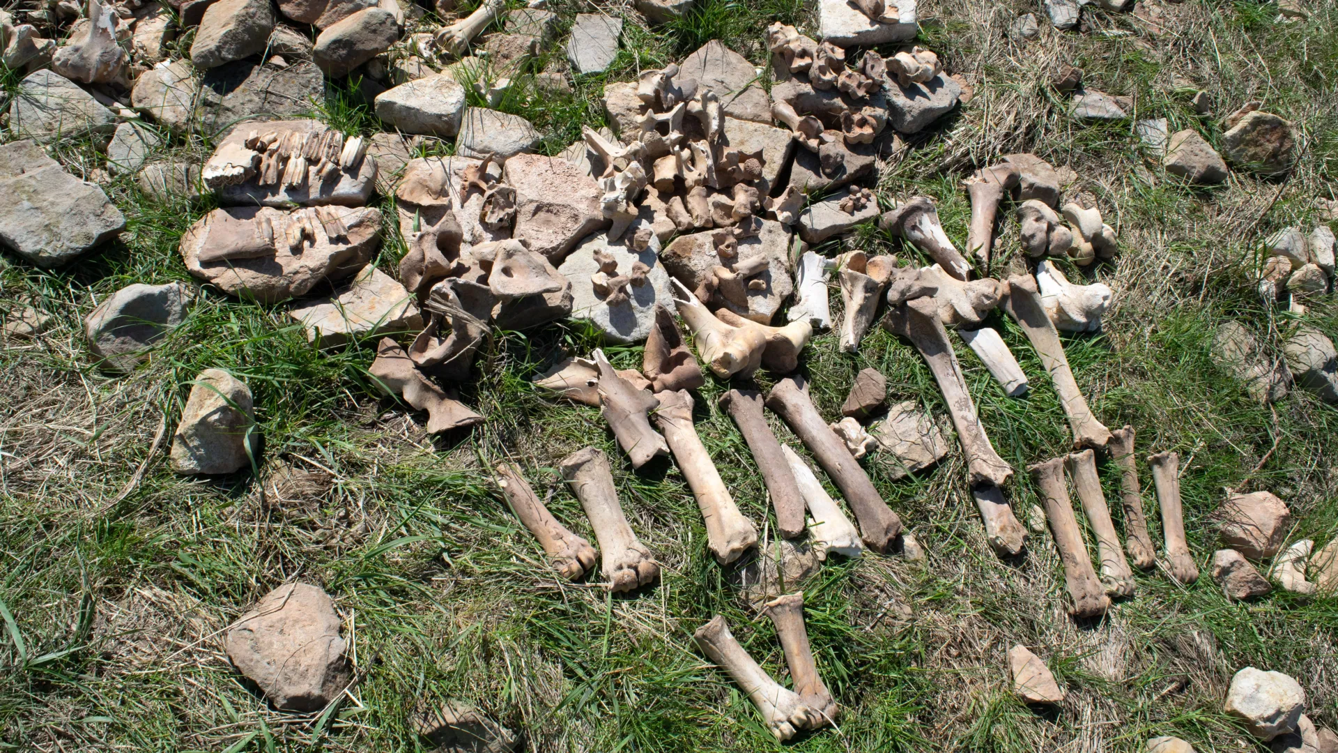 Researchers Solve Mystery of Montana’s Lost Bison Hunting Site