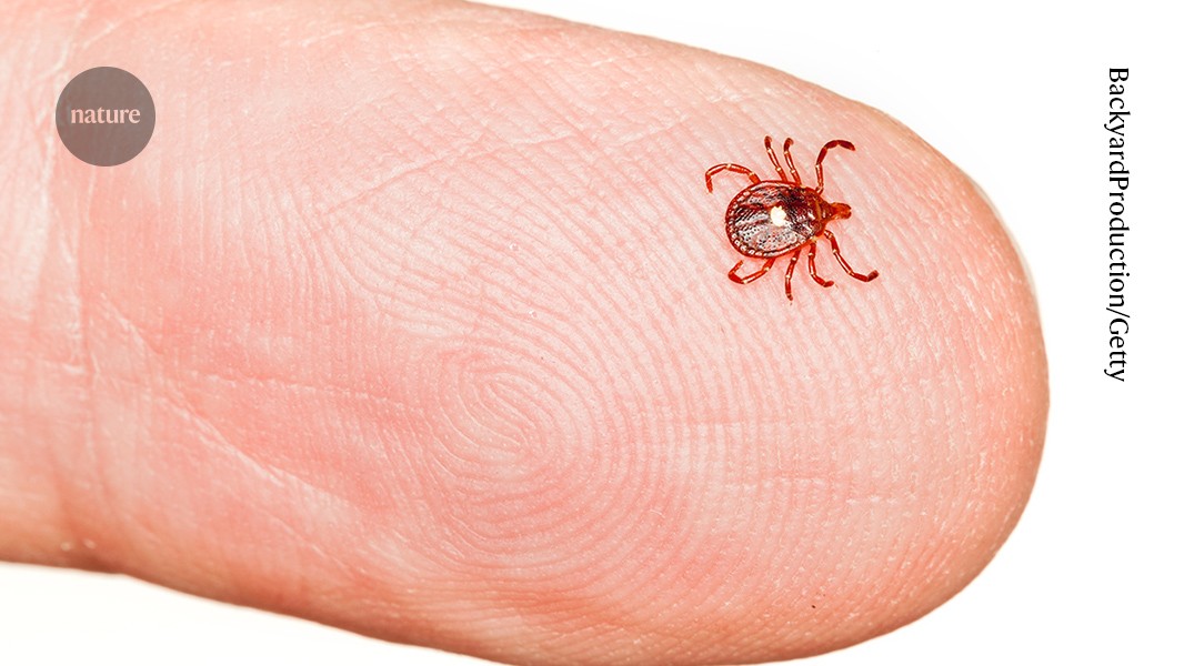 Aumento de la alergia a la carne vinculado a picaduras de garrapatas
