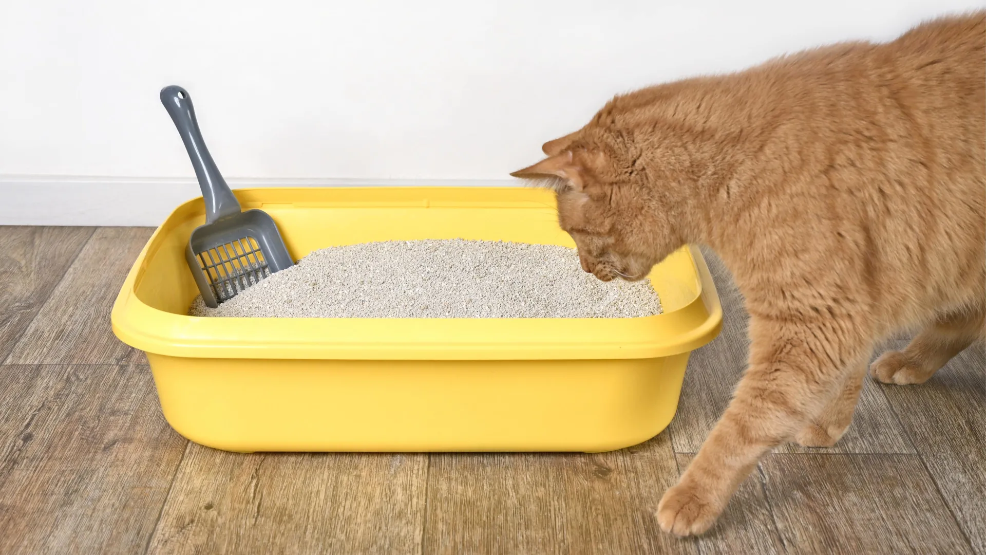 Científicos descubren una 'tarjeta de identificación' química en la orina de los gatos