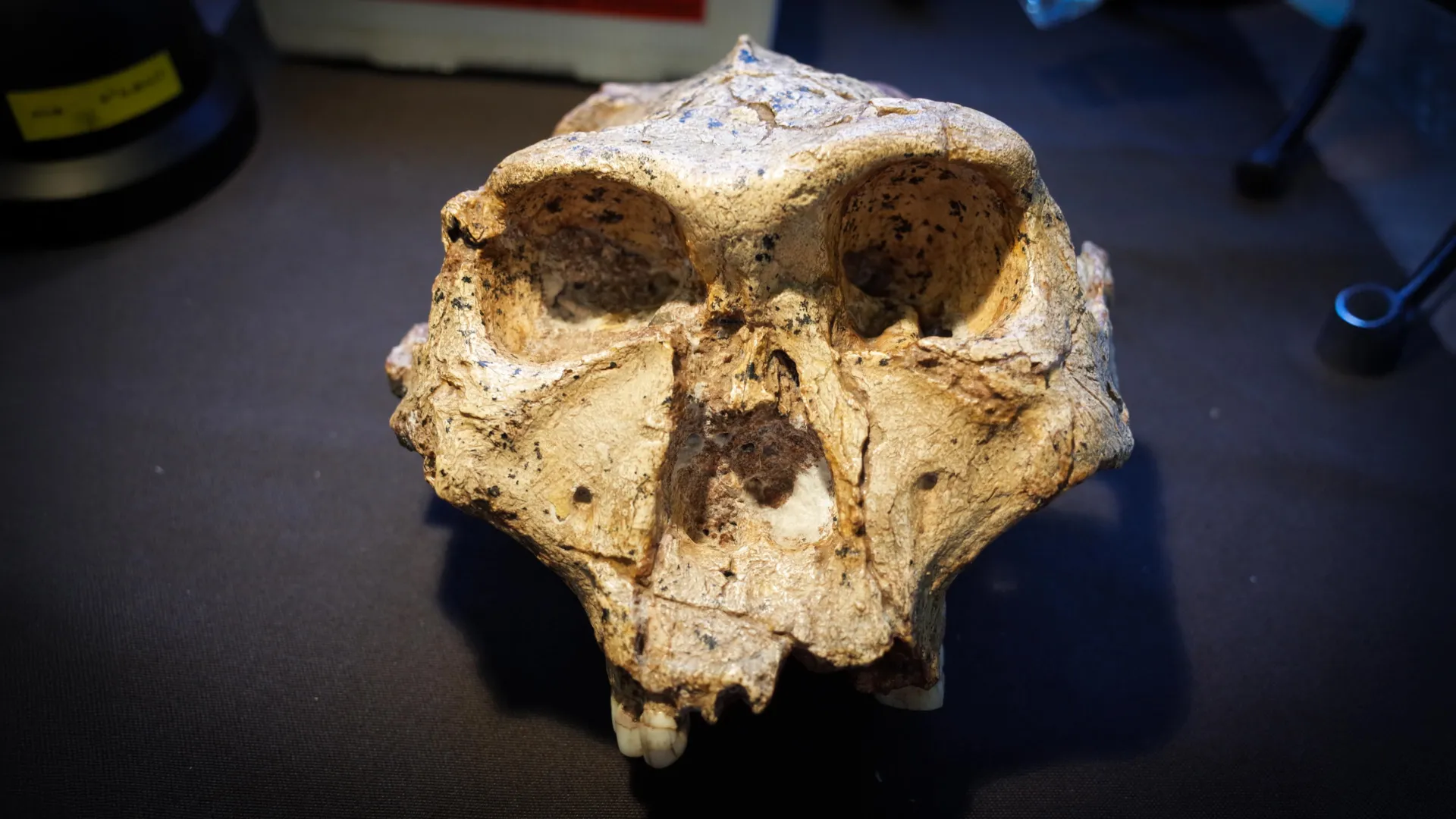 Scientists Propose Rewriting Human Family Tree