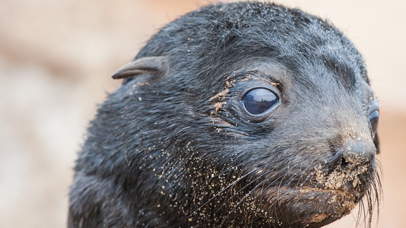 La audición anfibia de las focas evolucionó durante un largo período