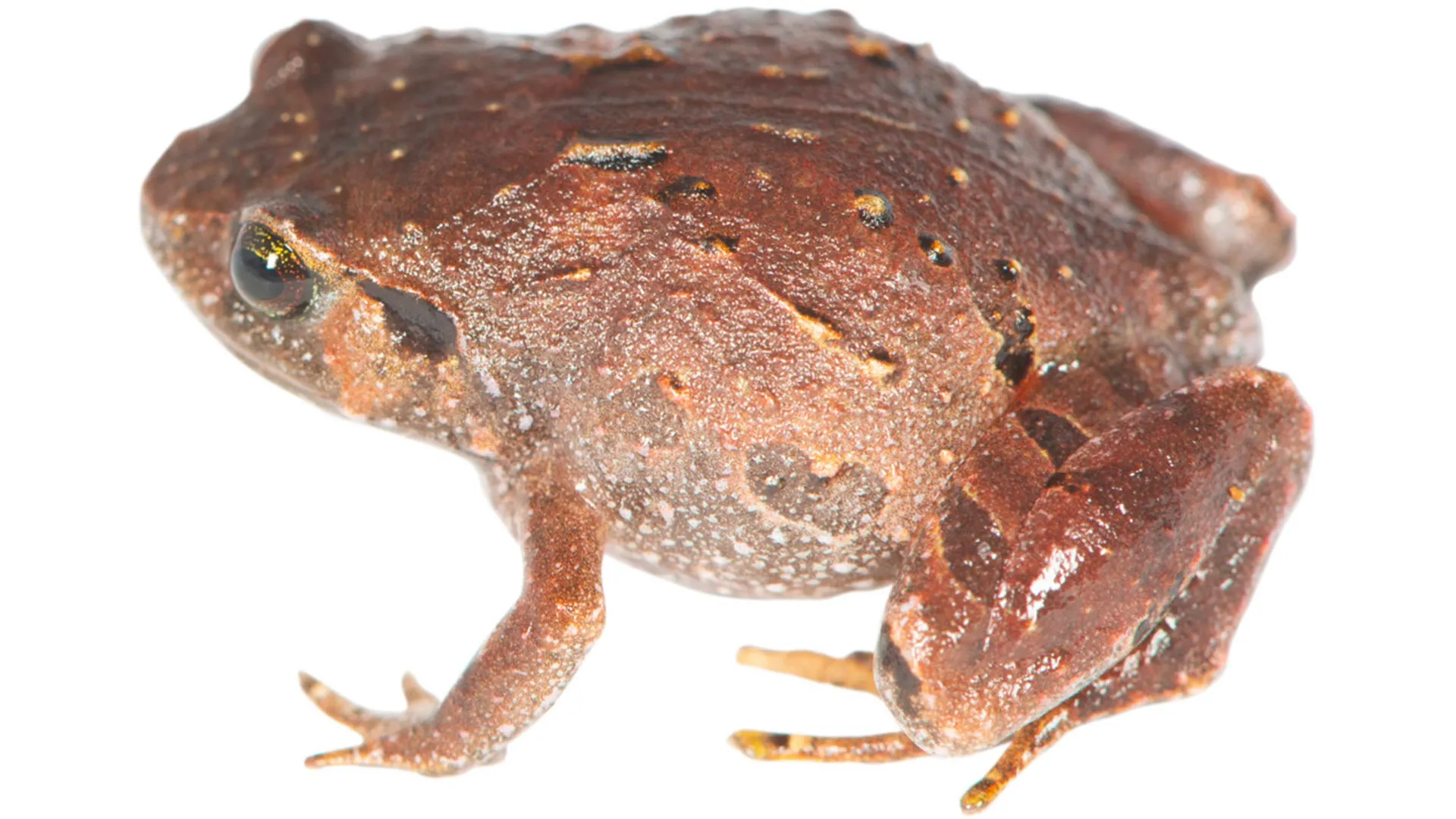 Sieben neue Froscharten in Madagaskar entdeckt