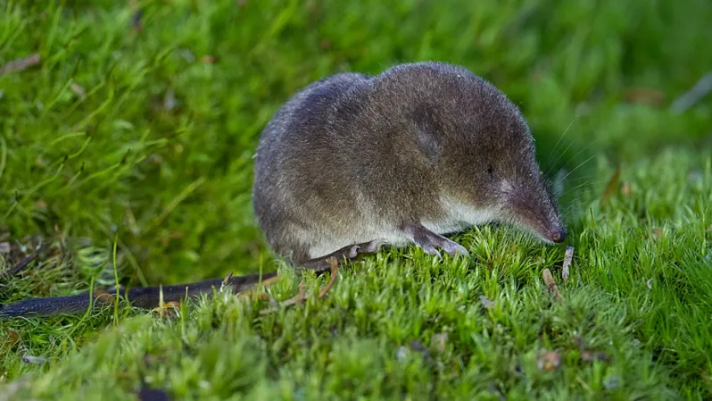 Shrew Snouts Grow in Winter as Brains Shrink, Study Finds