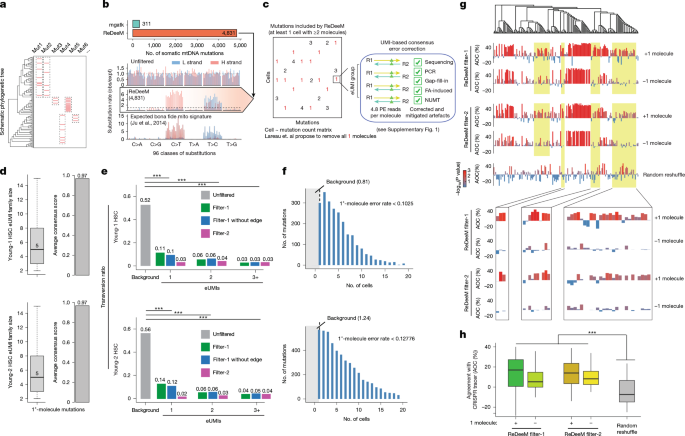 Analyse von Einzelzell-mtDNA kann irreführend sein, Studie zeigt