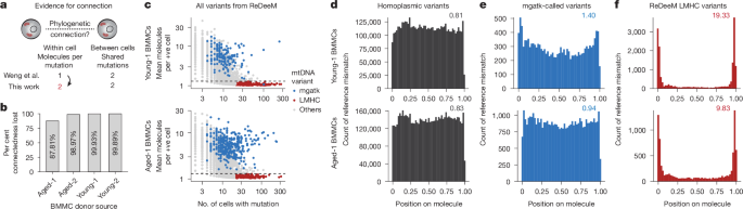 Single-Cell mtDNA Analyses Can Produce Misleading Phylogenies