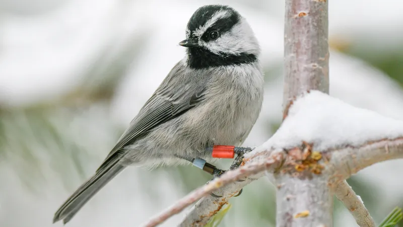Smart Chickadees’ Memory Key to Sierra Nevada Survival