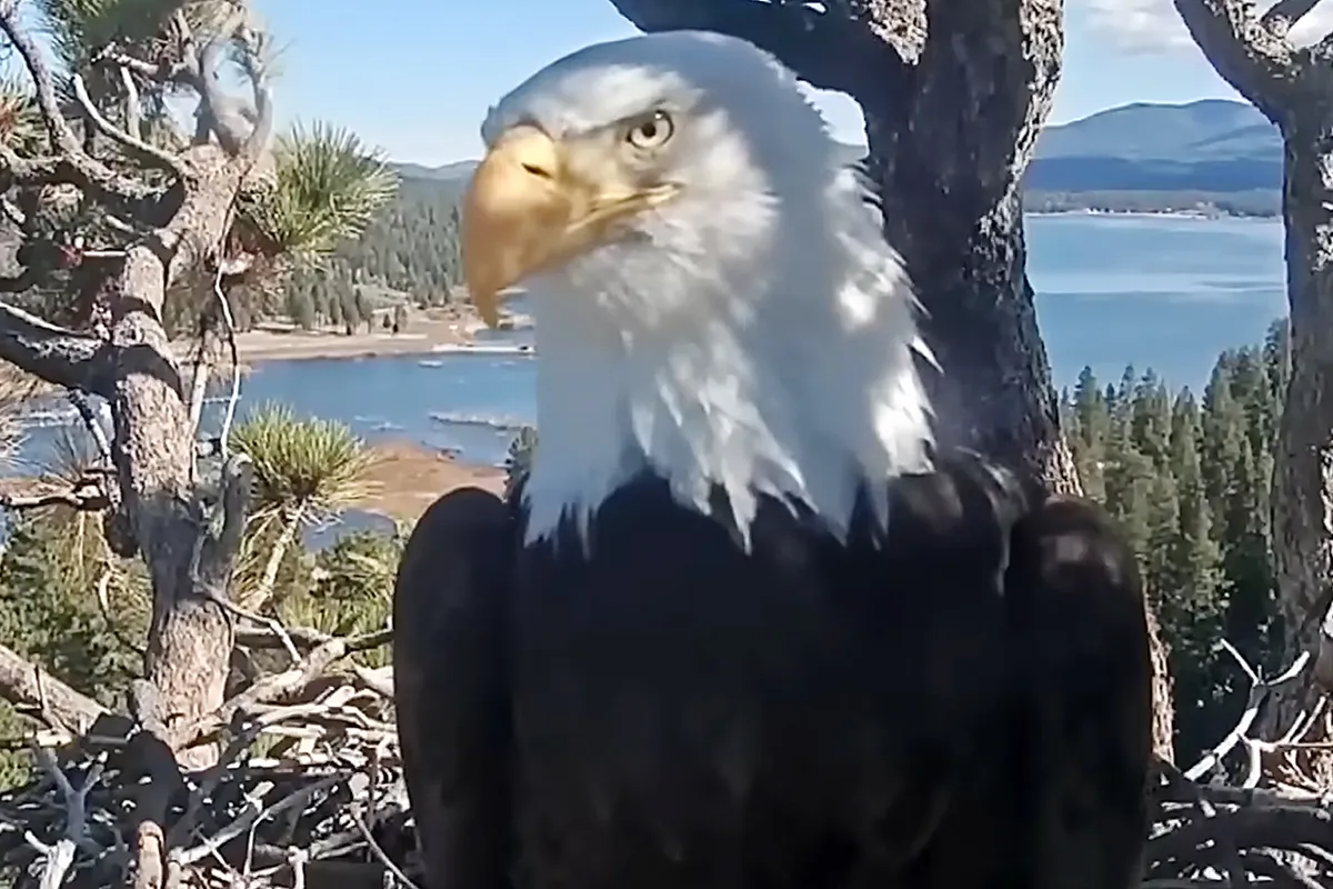 Social Media Star Eagle, Jackie, Dies in Southern California