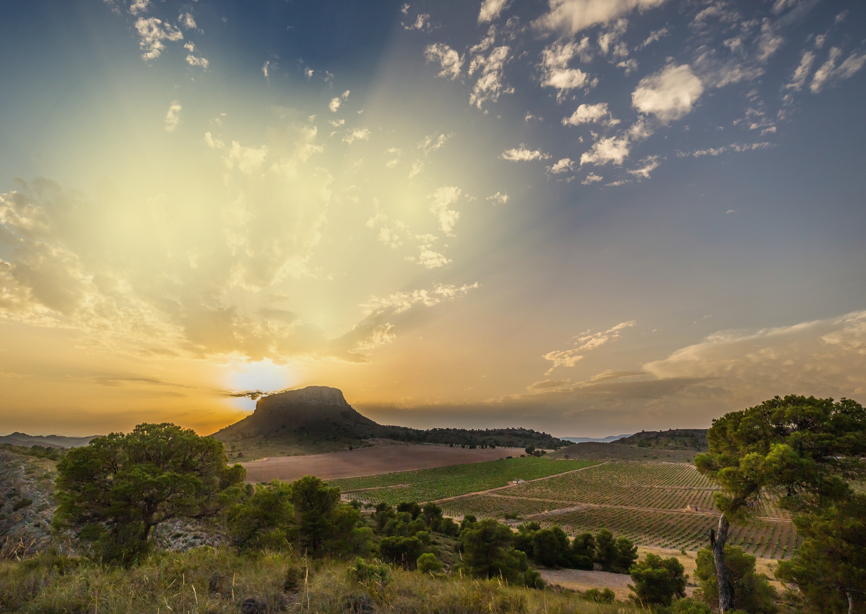 Spain’s Monastrell Grape Gains Recognition for Quality and Climate Resilience