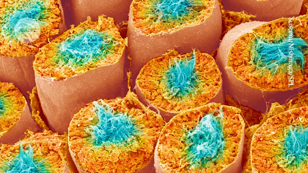 Sperm Production Restored After Testicular Tissue Transplant
