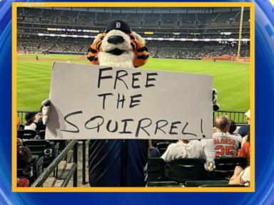 Squirrel Disrupts MLB Game, Evading Grounds Crew