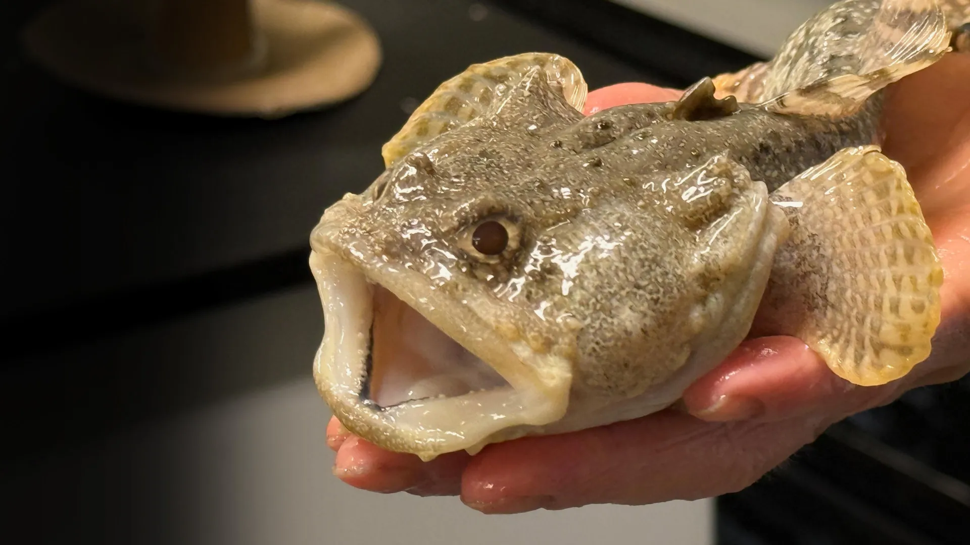 Study Finds Fish Gut Microbes Help Produce Ocean Calcium Carbonate