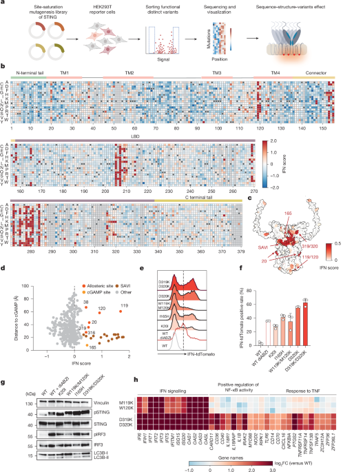 Study Maps Mutational Landscape of STING Signaling Protein