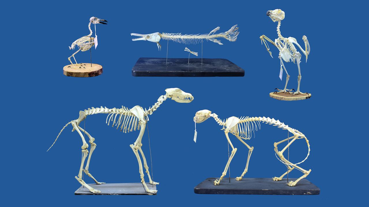 ‘Superworms’ Show Promise as Delicate Skeleton Cleaners