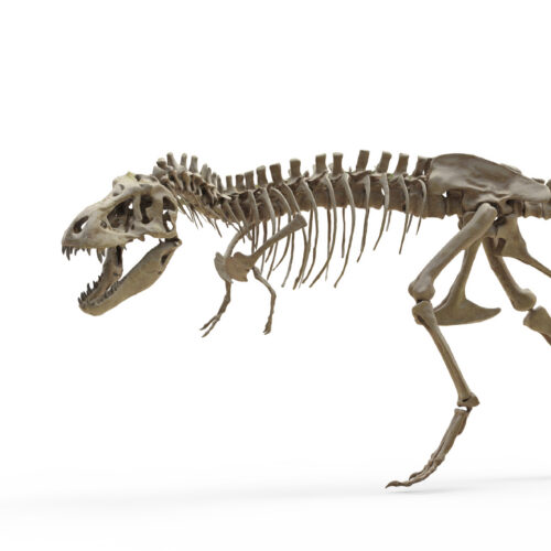 Los dientes del T. rex sugieren un metabolismo de sangre caliente