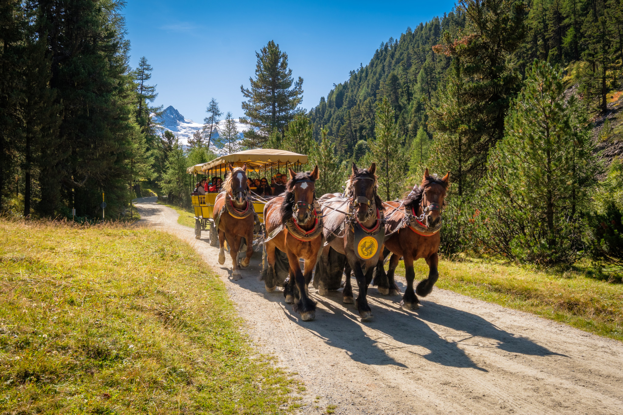 Tödlicher Kutschenunfall im Engadin: Ein Todesopfer und zwölf Verletzte