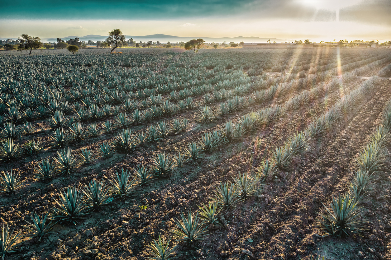 Tequila Growth Fueled by Millennials and Exotic Appeal