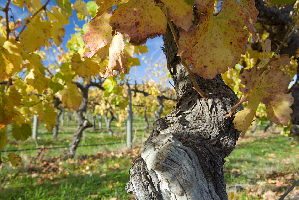 The Global Syrah Masters 2026 ruft zu letzten Anmeldungen auf