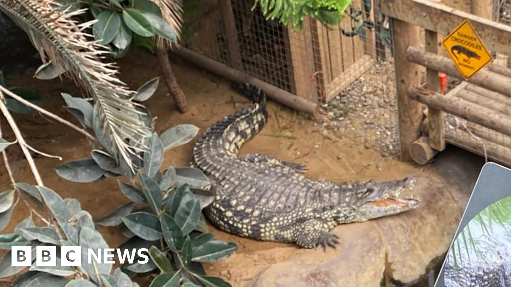 Three-Year-Old Boy Attacked by Crocodile at Zoo; Man Bailed