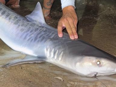 Tiger Shark Caught Off Massachusetts Could Signal Warming Waters