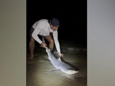 Tiger Shark Caught Off Massachusetts Sparks Concern About Warming Waters