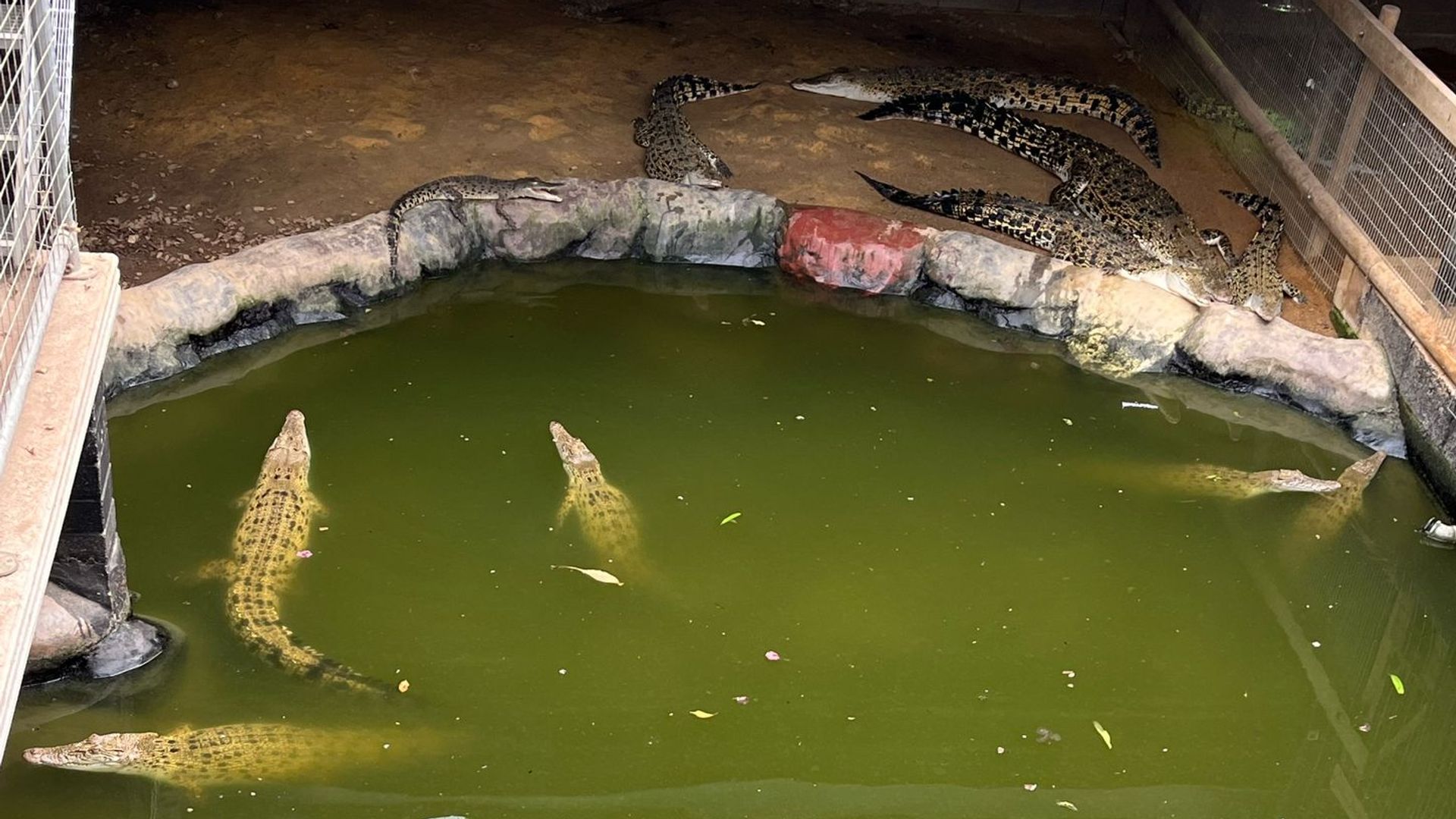 Toddler Hospitalized After Crocodile Attack at U.K. Zoo; Man Arrested