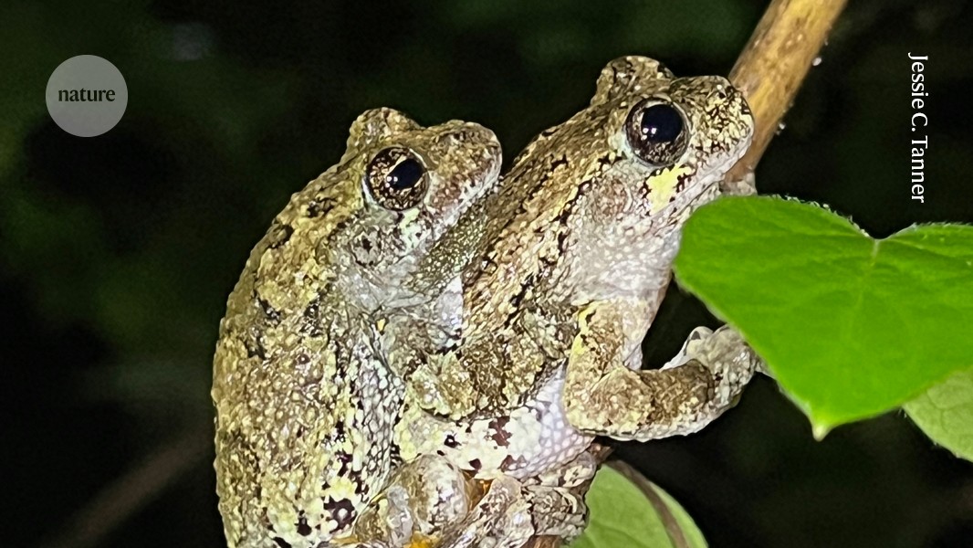 Demasiadas opciones abruman a las ranas arbóreas hembra
