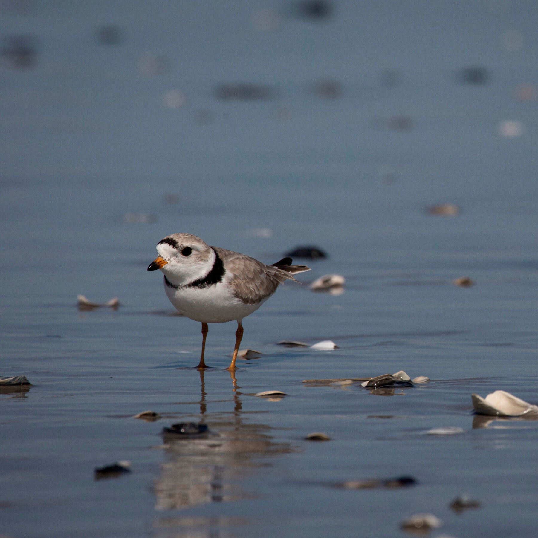 Trump Administration Rolls Back Endangered Species Habitat Protections
