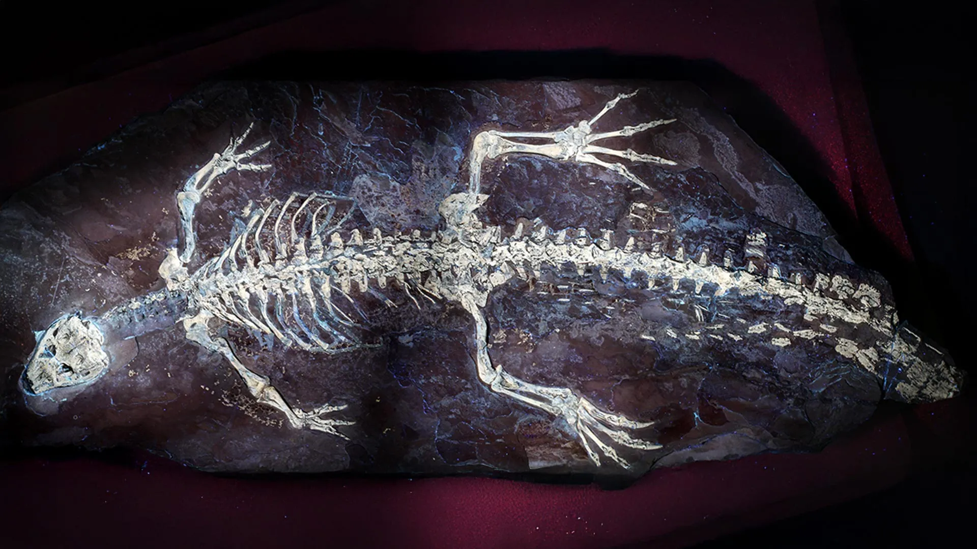 UV Light Reveals Possible Camouflage on 125-Million-Year-Old Crocodile
