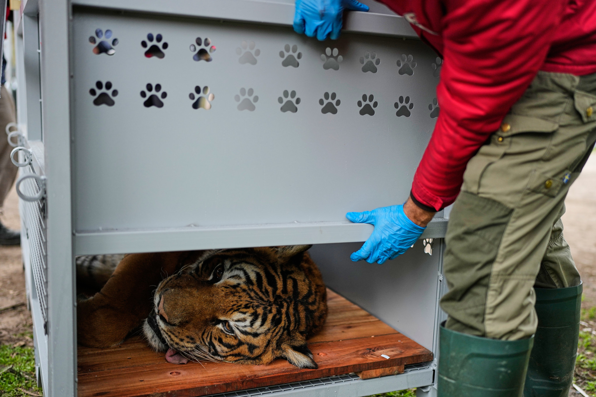 Vier Pfoten verlegt 30 Großkatzen aus geschlossenem Zoo in Argentinien