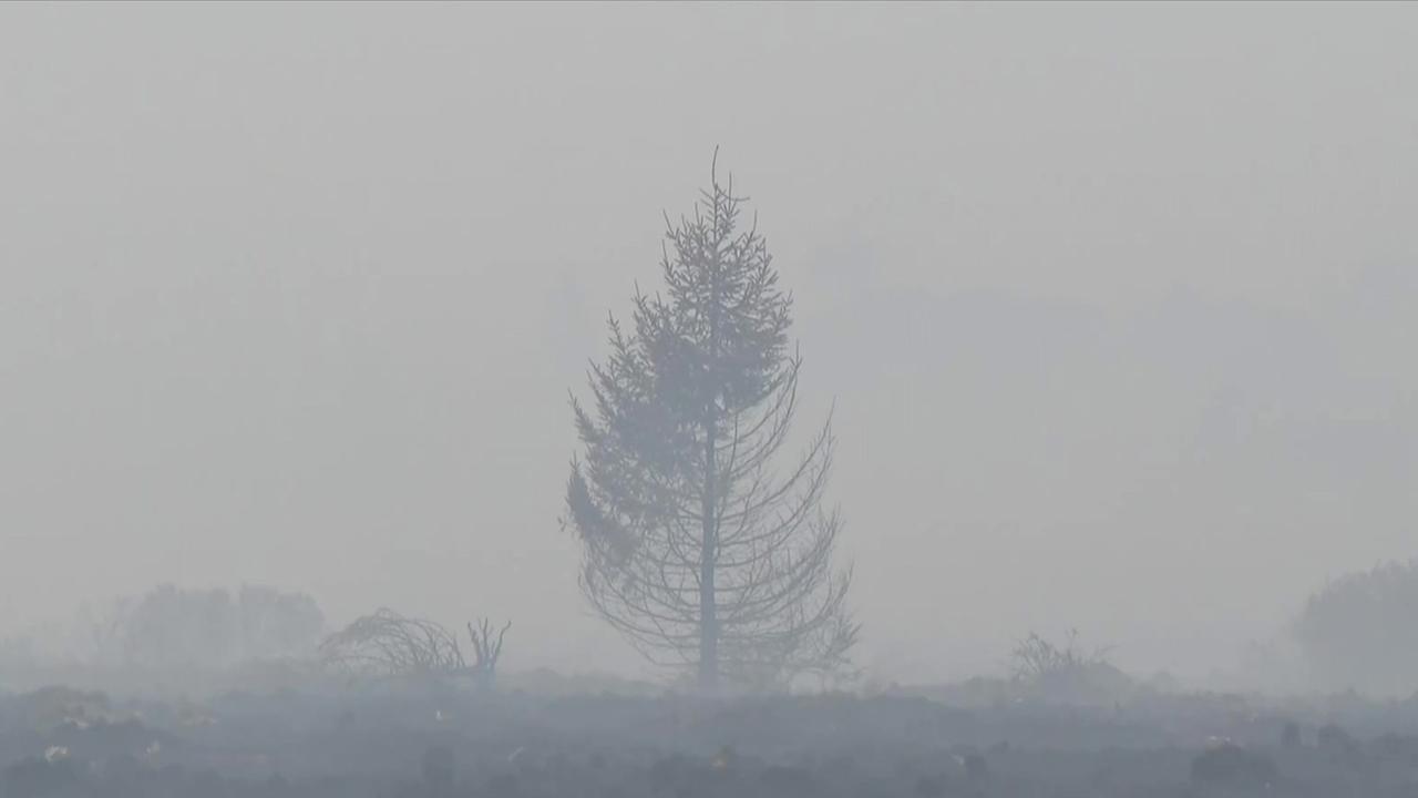 Waldbrände in Belgien und Kanada verursachen erhebliche Schäden