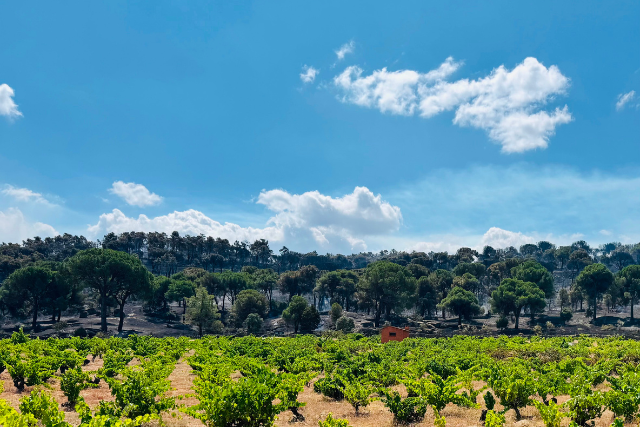 Waldbrände Bedrohen Weinberge in Sierra de Gredos