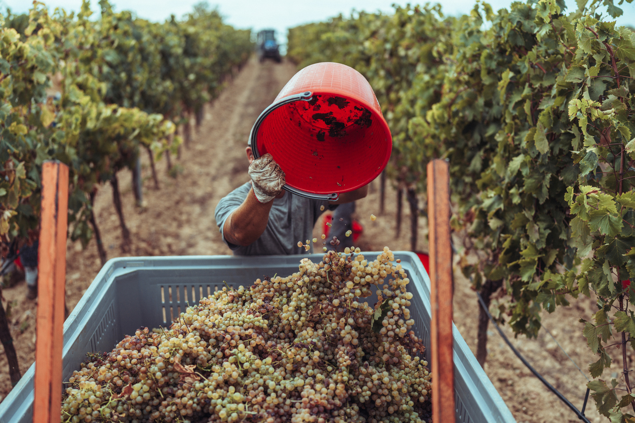 Wine Industry Urged to Raise Labor Standards in Viticulture