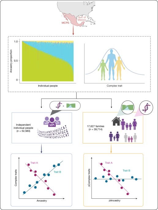 Within-Family Study Links Ancestry to Height, Diabetes Risk