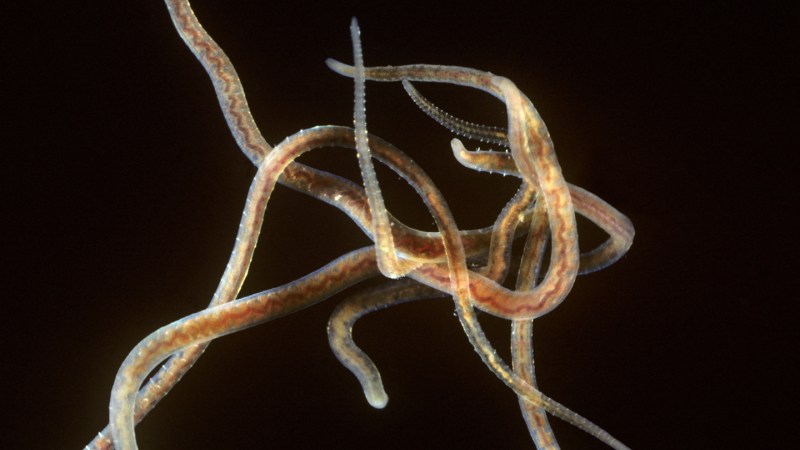 Worms Move Faster in Confined Spaces, Study Finds