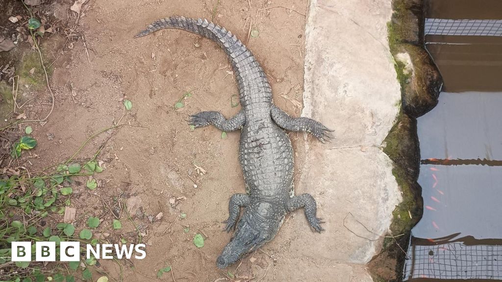 Wowcher Issues Apology for Email Referencing Zoo Crocodile Attack