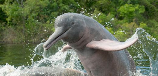 WWF-Bericht: Weltweite Tierbestände schrumpfen weiter, Süßwasserökosysteme am stärksten betroffen