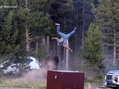 Yellowstone Tourist Thrown Into Air by Bison, Seriously Injured