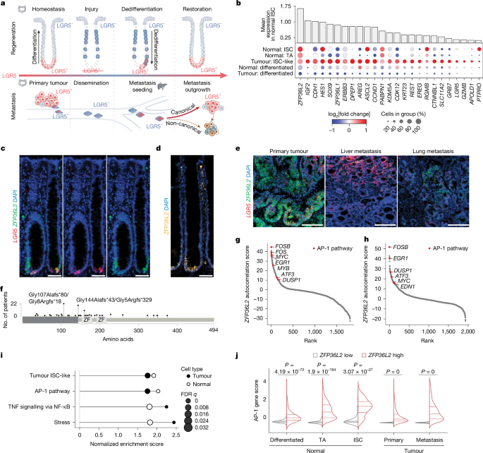 ZFP36L2-Protein mit Regeneration und Krebsausbreitung in Verbindung gebracht