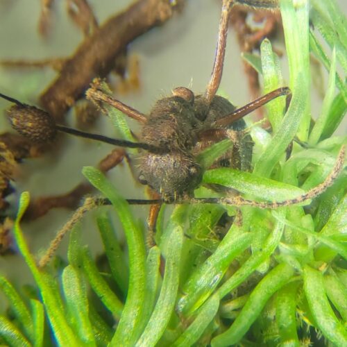 Zombie-Ant Fungus Also Thrives in Moss