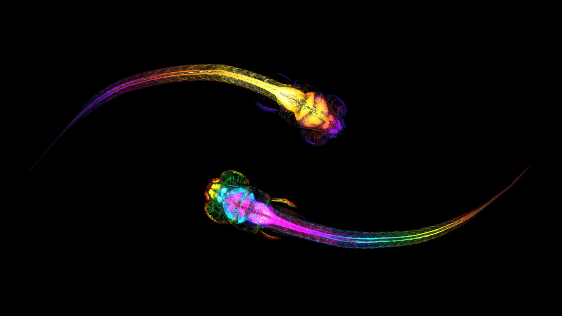Brain Activity Precedes Social Behavior in Zebrafish, Study Finds
