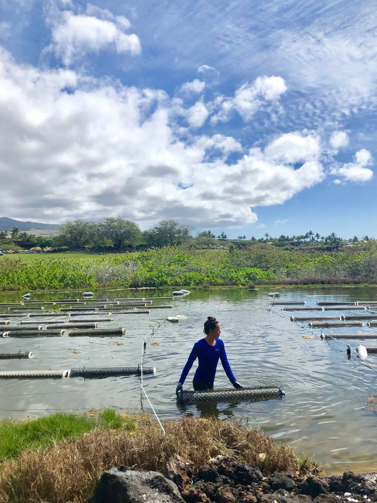 Four Seasons Hualalai Harvests Oysters from On-Site Golf Course Pond
